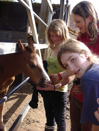 das ju_ngste Pferdchen